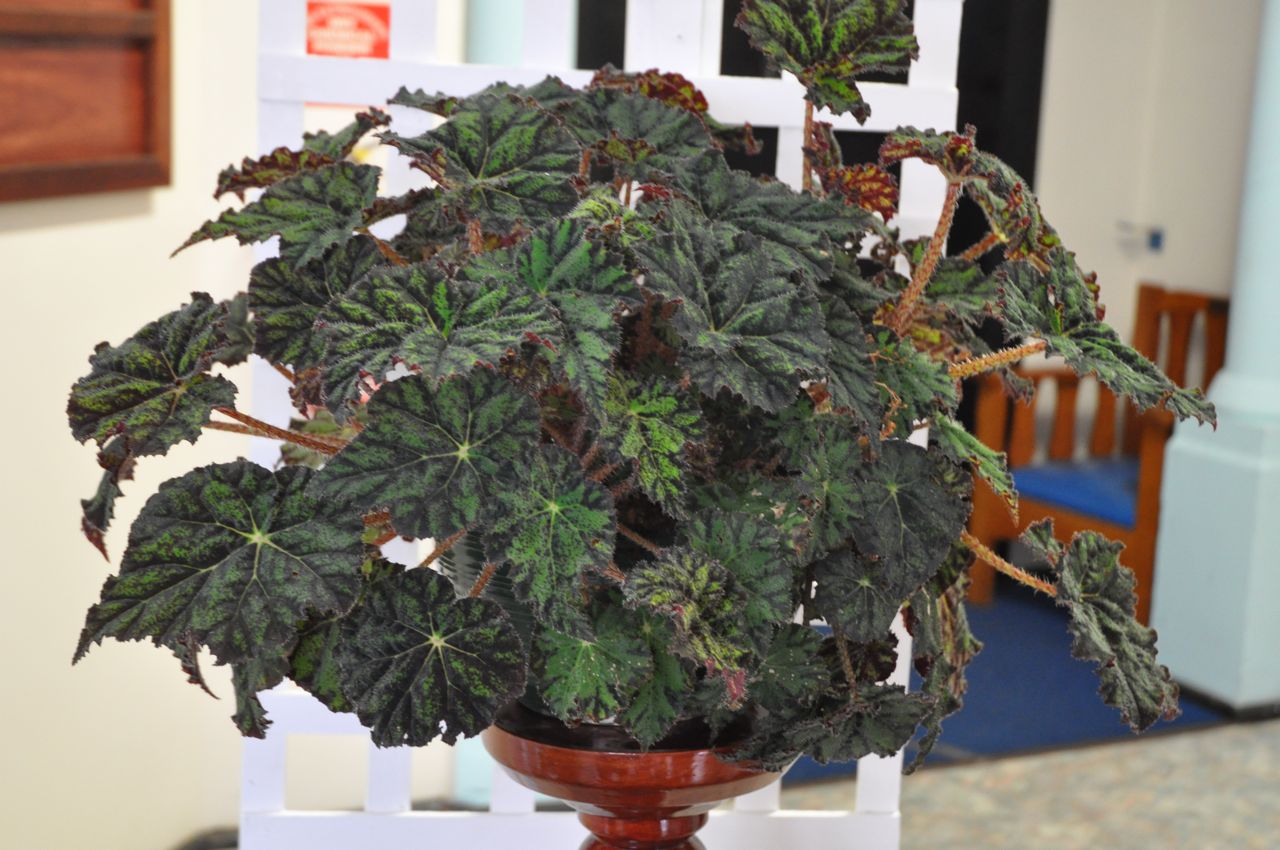B. ‘Camouflage’